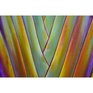 Umělecká fotografie Palm tree, NoonVirachada, (40 x 26.7 cm)