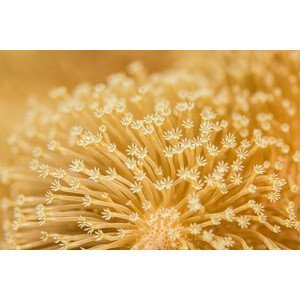 Umělecká fotografie Toadstool Mushroom Leather Coral, JaysonPhotography, (40 x 26.7 cm)