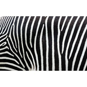 Umělecká fotografie Close-up view of zebra stripes, Freder, (40 x 24.6 cm)