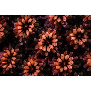 Umělecká fotografie Underwater image take coral polyps, Beth Watson, (40 x 26.7 cm)