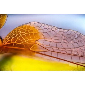 Umělecká fotografie Macro photos of Dragon fly Wings, gulfu photography, (40 x 26.7 cm)