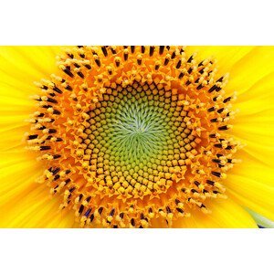 Umělecká fotografie Mathematical center of a sunflower, UrsaHoogle, (40 x 26.7 cm)