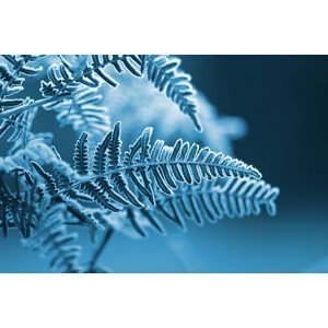 Umělecká fotografie A blue monochromatic photo of frozen fern leaves, s5iztok, (40 x 26.7 cm)