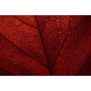 Umělecká fotografie Macro photo of red fall leaf with raindrops., miss_j, (40 x 26.7 cm)