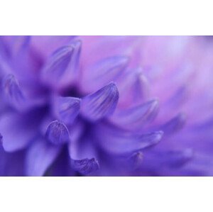 Umělecká fotografie Chrysanthemum Petals Purple Blue Pink Gradient, Anna Bliokh, (40 x 26.7 cm)
