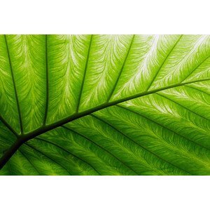 Umělecká fotografie Close-up of a bright green palm leaf, pixonaut, (40 x 26.7 cm)