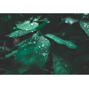 Umělecká fotografie Green leaf with dew on dark nature background., Lemon_tm, (40 x 26.7 cm)