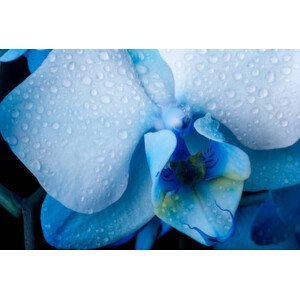 Umělecká fotografie Close up Blue Orchid flower with, Mincho Minchev, (40 x 26.7 cm)
