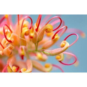Umělecká fotografie Closeup beautiful Banksia flower, background with, imamember, (40 x 26.7 cm)