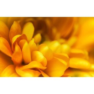 Umělecká fotografie Abstract floral background, yellow chrysanthemum flower., Volha Halkouskaya, (40 x 24.6 cm)