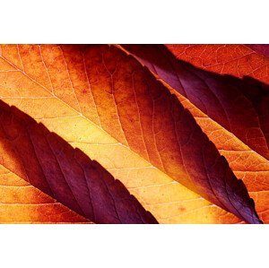 Umělecká fotografie Back lit autumn leaves, vkbhat, (40 x 26.7 cm)