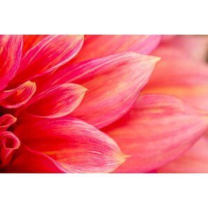 Umělecká fotografie Fresh pink dahlia flower, photographed at, MaYcaL, (40 x 26.7 cm)