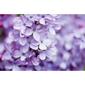 Umělecká fotografie Lilac flowers, OGphoto, (40 x 26.7 cm)