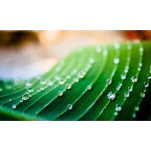 Umělecká fotografie Close up of green leaf with water drops, Miguel Horta, (40 x 24.6 cm)