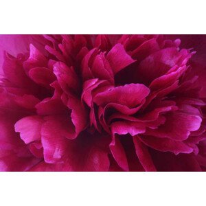 Umělecká fotografie Vibrant deep pink petals at centre, Rosemary Calvert, (40 x 26.7 cm)