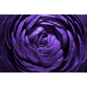 Umělecká fotografie Purple Flower Macro Shot, MirageC, (40 x 26.7 cm)