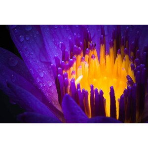 Umělecká fotografie water lily use night color, XH4D, (40 x 26.7 cm)
