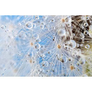 Umělecká fotografie Dandelion and dew drops - Abstract, Kerrick, (40 x 26.7 cm)