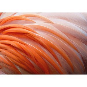 Umělecká fotografie Detail of Flamingo Feathers at Naples, Florida, Vicki Jauron, Babylon and Beyond Photography, (40 x 30 cm)