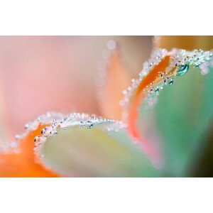 Umělecká fotografie Flower underwater with oxygen bubbles on, Colleen Slater, (40 x 26.7 cm)