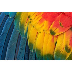 Umělecká fotografie Colorful Macaw Plumage, Tramont_ana, (40 x 26.7 cm)