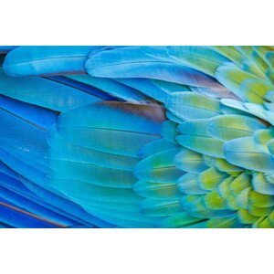 Umělecká fotografie Colorful Parrot macaw wing - tropical, agustavop, (40 x 26.7 cm)