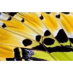 Umělecká fotografie Butterfly wing detail Graphium antiphates, Darrell Gulin, (40 x 26.7 cm)