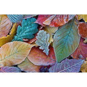 Umělecká fotografie Colorful autumn leaves with frost. Frosty, sagarmanis, (40 x 26.7 cm)