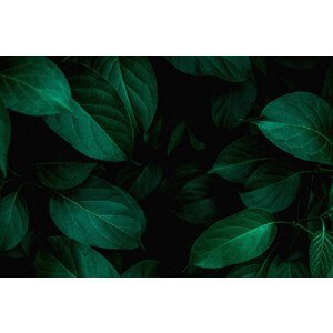 Umělecká fotografie closeup nature view of green leaf background, Thanabodin Jittrong, (40 x 26.7 cm)