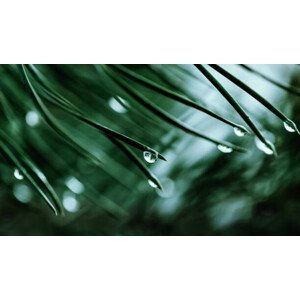 Umělecká fotografie Raindrops on a pine needle, oxygen, (40 x 22.5 cm)