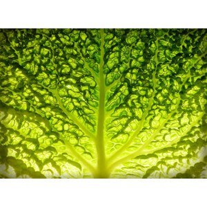Umělecká fotografie Lettuce leaf detail, Lu Lu, (40 x 30 cm)