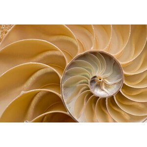 Umělecká fotografie Seashell - Chambered Nautilus Shell Detail., FlamingPumpkin, (40 x 26.7 cm)