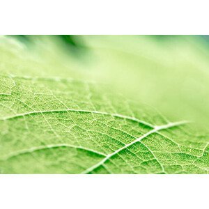 Umělecká fotografie Green leaf vein textured shape of, Gregory_DUBUS, (40 x 26.7 cm)
