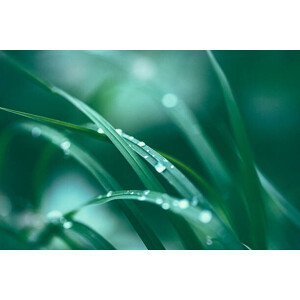 Umělecká fotografie Fresh spring grass, Jasmina007, (40 x 26.7 cm)