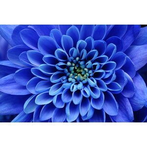Umělecká fotografie Close of blue flower, fullempty, (40 x 26.7 cm)