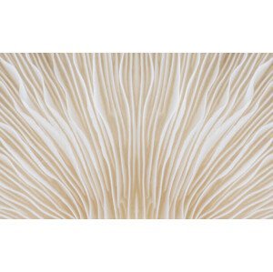 Umělecká fotografie background macro image of Sajor-caju Mushroom, lamyai, (40 x 24.6 cm)