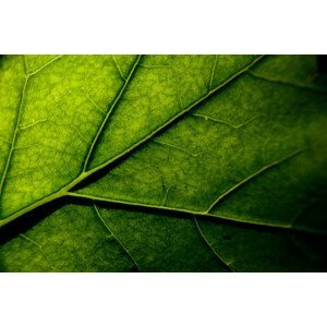 Umělecká fotografie photosynthesis, Sergi Escribano, (40 x 26.7 cm)