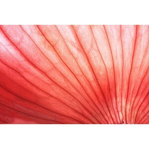 Umělecká fotografie Back lit Red Onion skin showing, Zen Rial, (40 x 26.7 cm)