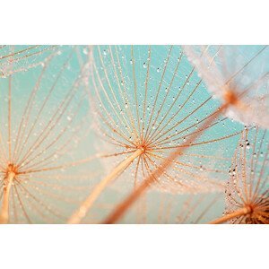Umělecká fotografie Dandelion seed with water drops, filipfoto, (40 x 26.7 cm)