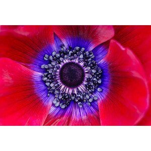 Umělecká fotografie Extreme macro of a red anemone poppy, OGphoto, (40 x 26.7 cm)