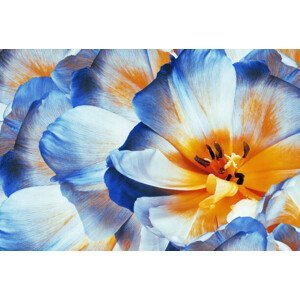 Umělecká fotografie Tulips flowers  blue.  Floral, Fnadya76, (40 x 26.7 cm)