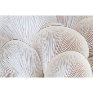 Umělecká fotografie Close up of white colored Oyster mushroom, alanphillips, (40 x 26.7 cm)