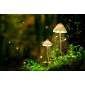 Umělecký tisk Glowing mushroom lamps with fireflies in, Shaiith, (40 x 26.7 cm)