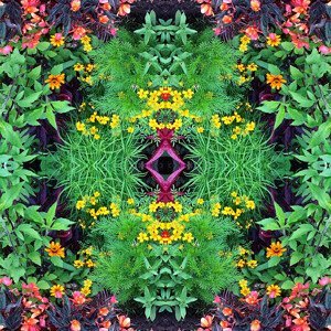 Ilustrace Flower Mandala, Mike Hill, (40 x 40 cm)