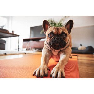 Umělecká fotografie French Bulldog puppy stretching on yoga mat, SouthWorks, (40 x 26.7 cm)