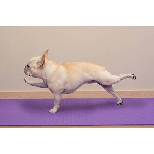 Umělecká fotografie French Bulldog in Yoga Pose -, BenGrantham, (40 x 26.7 cm)