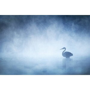 Umělecká fotografie Beautiful Mysterious Great Blue Heron on, Vicki Jauron, Babylon and Beyond Photography, (40 x 26.7 cm)