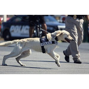 Umělecká fotografie Police dog is running, Wild Horse Photography, (40 x 26.7 cm)