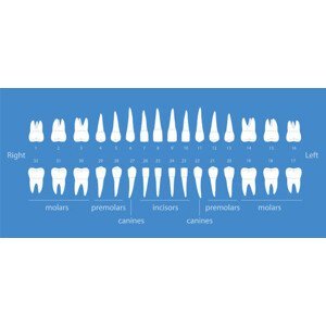 Umělecká fotografie The diagram of human teeth, vector illustration, hakule, (50 x 23.1 cm)