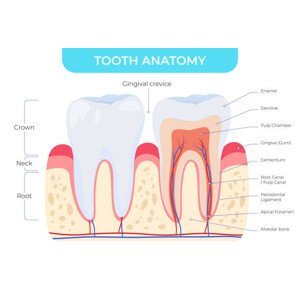 Umělecká fotografie Tooth anatomy dental outside and inside, VikiVector, (40 x 26.7 cm)